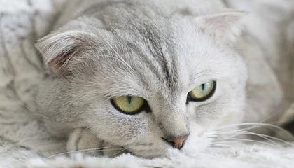 星空体育登录入口-瑞士男足在巴黎奥运会上表现出色，赢得多场比赛，瑞士男足世界排名多少